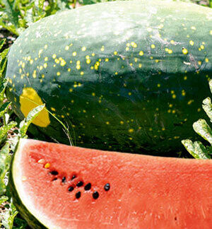 Звезда (Žvaigždė)