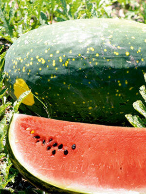 Звезда (Žvaigždė)