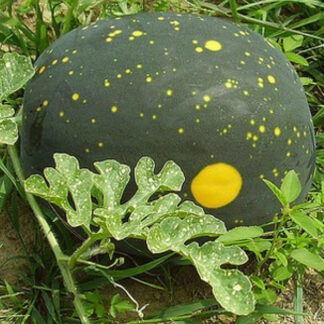 Млечный путь (Mėnulis ir žvaigždės)